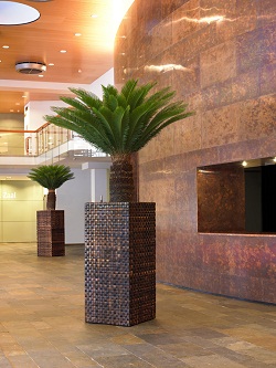 Cycas plant in exhibition plant shop online